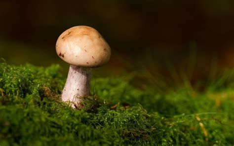mushroom, grass, moss Wallpaper, HD Macro 4K Wallpapers, Images, Photos ...