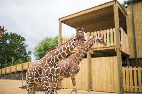 Bristol Zoo To Relocate In 2022 To Safeguard Its Future Bristol Parent