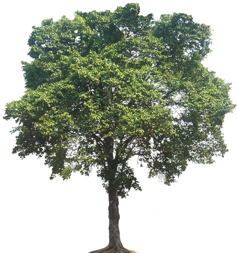 Contains about 40 highly detailed tree brushes, rendered in vue professional 4.5 : ficusnemyamina04L.png 747×800 pixels | Photoshop landscape ...