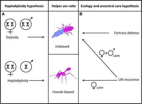 Ecology Not The Genetics Of Sex Determination Determines Who Helps In