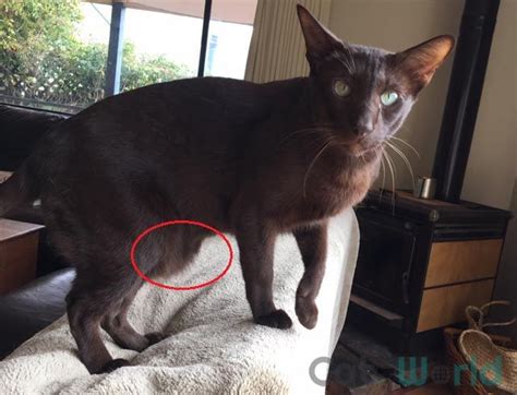 Intelligent and experienced cat owners invariably state that the domestic cat's 'belly flap' aka 'primordial pouch' serves a dual purpose. What is the primordial pouch in cats? | Primordial pouch ...