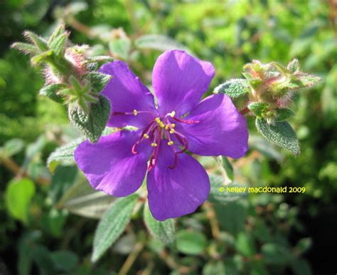 To identify purple perennials, note their foliage, form and flower type. Plant Identification: CLOSED: What is this purple ...