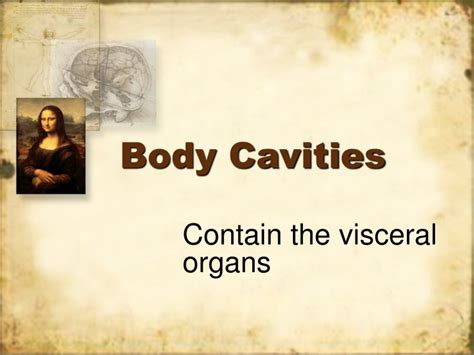 Ppt Body Cavities Powerpoint Presentation Free Download Id 9361301