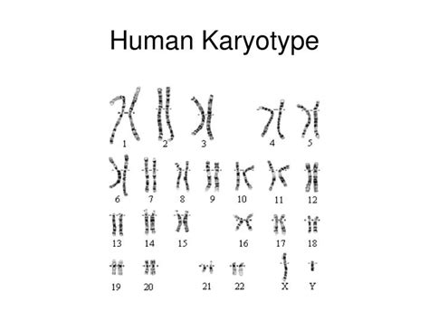 You may not be perplexed to enjoy every books collections explorelearning student exploration human karyotyping answers that we will categorically offer. PPT - Mistakes in Meiosis PowerPoint Presentation - ID:1309556