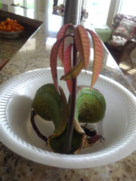 Buy a nursery propagated seedling if you prefer. Mango Growing: Seed-To-Pot Tutorial