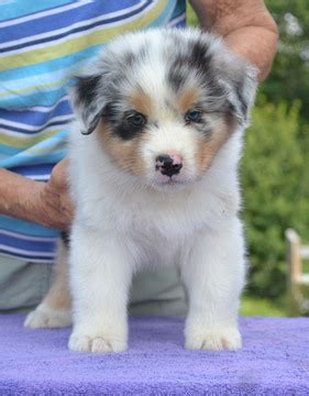 Black tri or red tri, merle, fully black or fully copper, or solid color trimmed with white. View Ad: Australian Shepherd Puppy for Sale, North ...