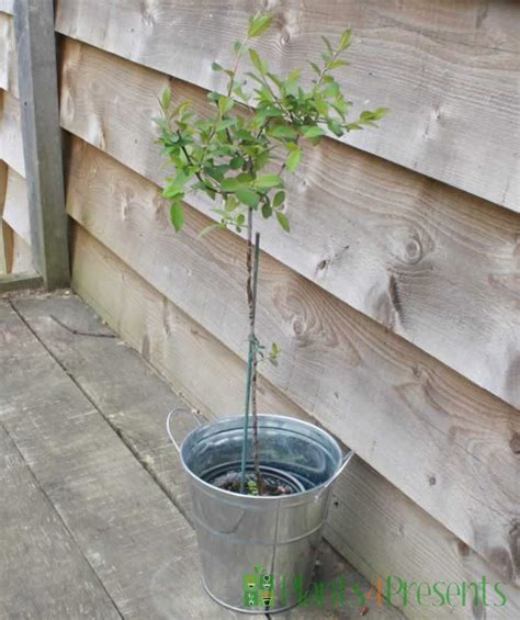 Sloe Bush Plant Ts Grow Your Own Sloe Gin Fast Uk Delivery