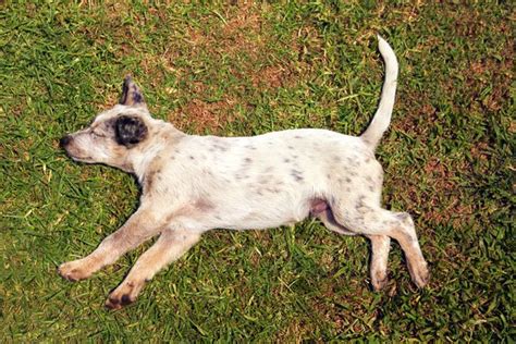 For introducing the puppy to other dogs, you should keep a check on their body language during the first meeting. Do Puppies Have Nightmares? - Pets