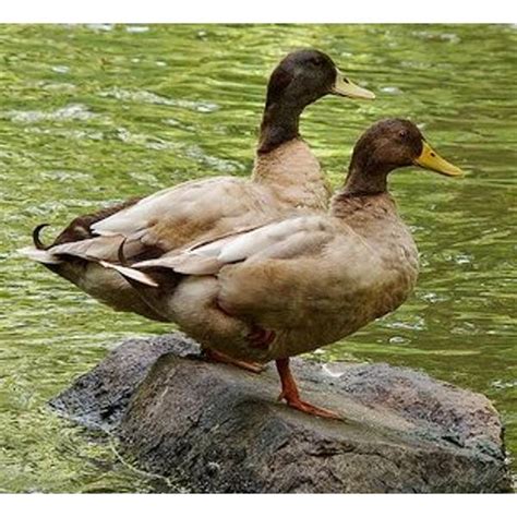 Cackle Hatchery Khaki Campbell Duck Straight Run Male And Female