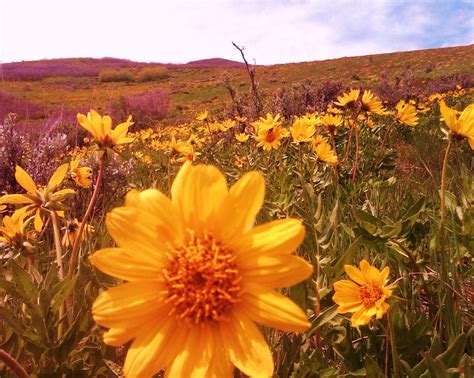 Tuesday, august 31 at 7:00 pm Mountain Dell Wild Flowers .... Photograph by Garth Rogers ...