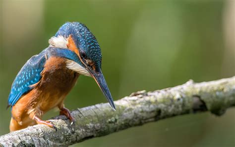 Nature Animals Birds Colorful Depth Of Field Kingfisher Macro