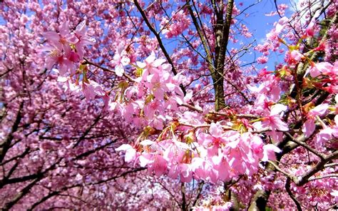Nature Cherry Blossoms Flowers Spring Branches Pink Flowers Wallpaper