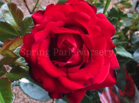 Gallipoli Centenary Rose Spring Park Nursery
