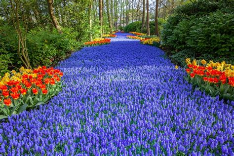 Notice how the gardener leaves room in sections. Enjoy Over 7 Million Blooms in Holland's Largest Flower Garden
