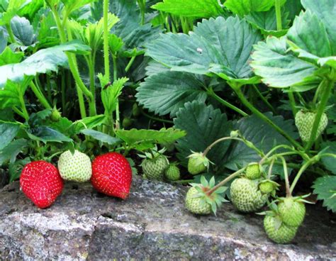 How To Sow Plant And Grow Strawberries In Pots And Hanging Baskets