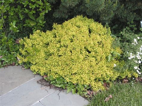 Berberis Thunbergii Golden Nugget Monlers Japanese Barberry Garden