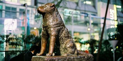 Why Is A Dog Named Hachiko A Symbol Of Loyalty In Japan