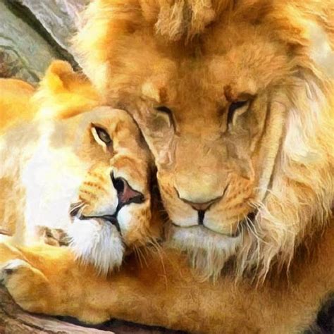 Lion Couple Wallpaper