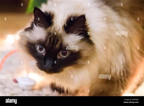 Long Haired Burmese Siama Cat Stock Photo Alamy