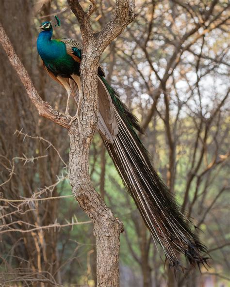 The Peacock The National Bird Of India