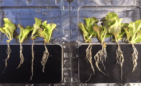 Why Roots Need To Be Nurtured In Transplanted Leafy Crops And How We