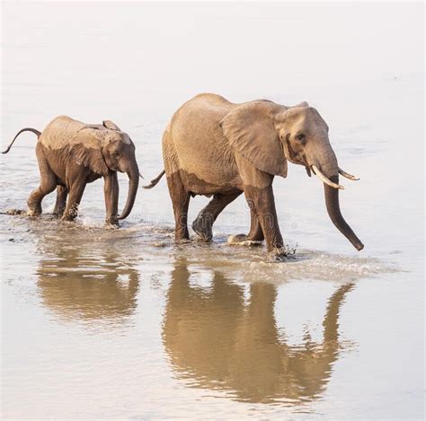 Elephants Crossing A River In South Luangwa Zambia Stock Photo