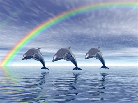 Dolphin Rainbow Wallpaper 18746 Baltana