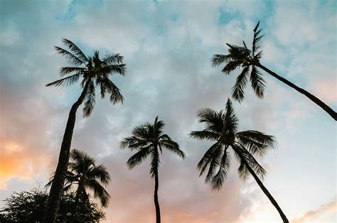 Hd Wallpaper Several Trees During Sunset Palm Trees Under Cloudy Sky