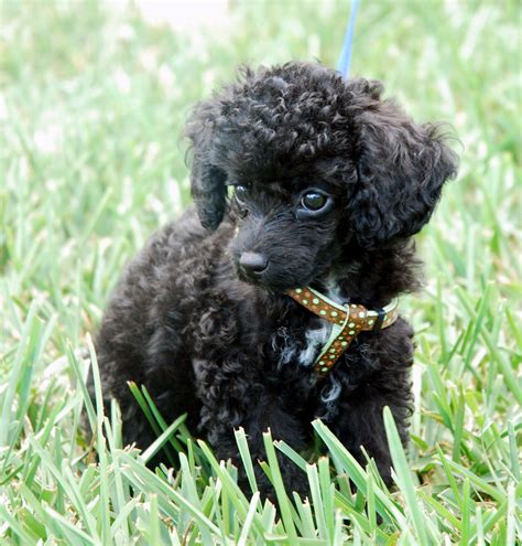 Photographs Of Miniture Poodles Directory Of Dogs Dog Dictionary