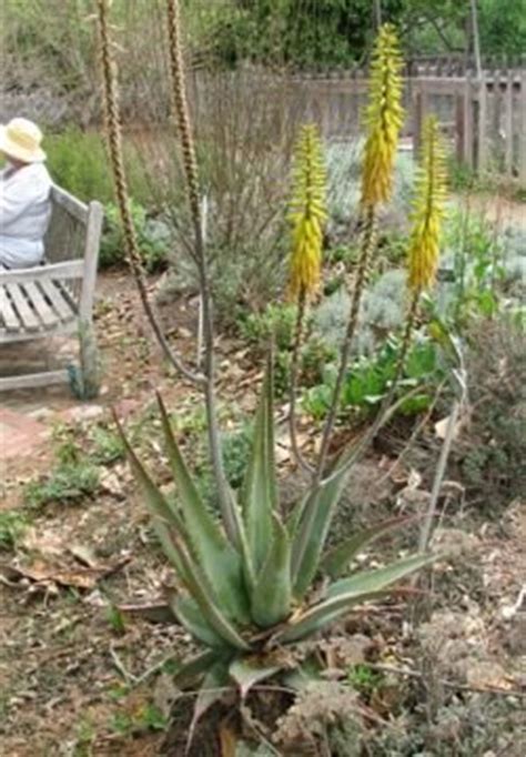 Ships from and sold by shopspell usa. Aloe vera- Magic, Mystery and Myth - Dave's Garden