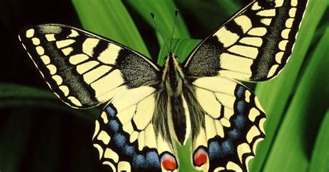 Jika ini kurang cocok silahkan pilih hasil yang ada dibawah ini. Lagu : Kitar Hidup Rama-rama | Warna-warni Sains dan Masakan