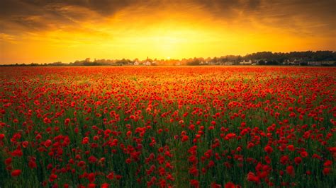 Lovely Poppy Field Surrounding Green Trees Under Colourful Clouds