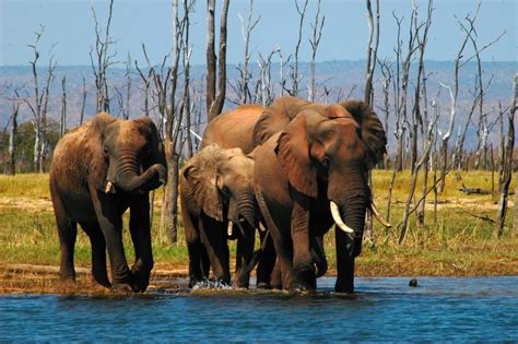 Beautiful Dangerous Wild Animals Pets Of Africa Elephant Game