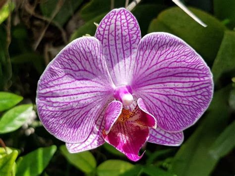 Phalaenopsis Orchids Types How To Grow And Care Florgeous