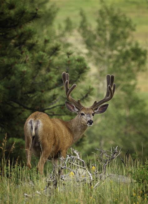 Deer In Velvet Photograph By Darren White Fine Art America