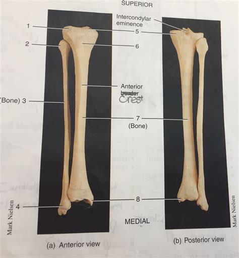 Tibia And Fibula Bone Diagram Diagram Quizlet