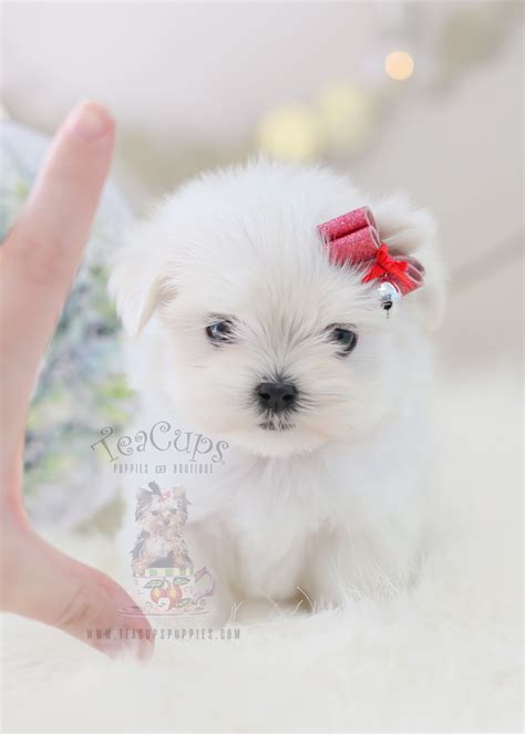 Teacups Puppies Maltese Available Teacups Puppies