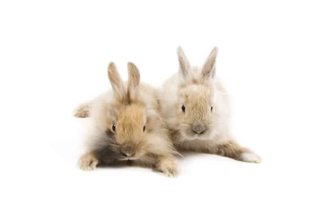 White Rabbits — Stock Photo © Stefan1234 1611956