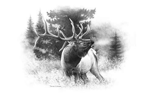 My beautiful bull and cow please subscribe village animals for more videos thank you so much. Elk charcoal drawing | Elk drawing, Wildlife tattoo, Elk ...
