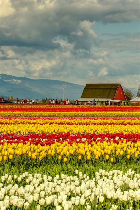 Skagit Valley Tulip Festival 2024 In Seattle Dates Skagit Valley