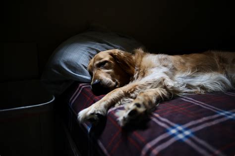 If i didn't he would cat nap but never really sleep. Free Images : puppy, plaid, pillow, spaniel, sleep, bed ...