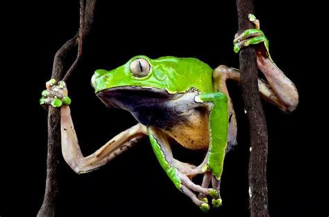 Reptiles4all On Instagram “the Giant Monkey Frog Phyllomedusa Bicolor