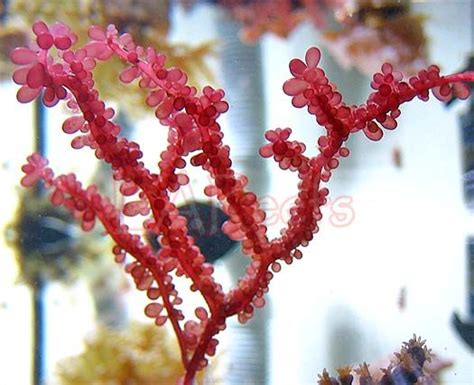 Red Grape Macro Algae This Beautiful Red Macroalgae Resembles Caulerpa