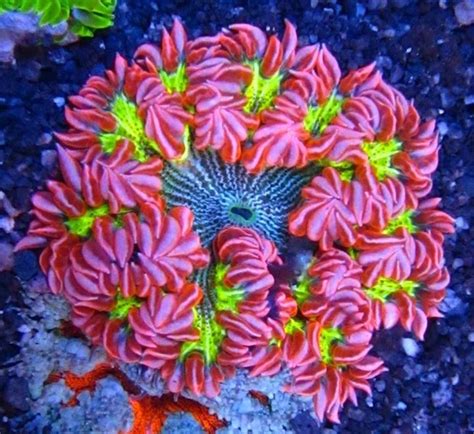 The Beauty Of The Flower Anemone An Under Appreciated Gem For Any Reef