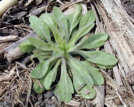 Iowa has a long history of weeds resistant to triazine herbicides, particularly common lambsquarters (chenopodium album) and redroot pigweed (amaranthus retroflexus). Horseweed