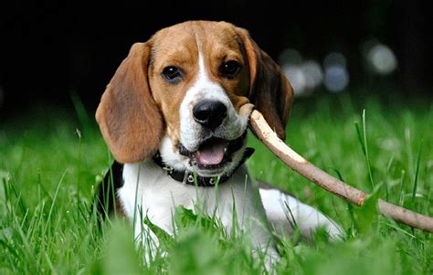 The Most Popular Beagle Names Choose The Perfect Name For