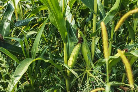 How To Grow Sweet Corn At Home