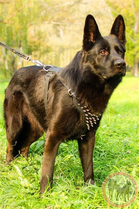 Spiked Leather Harness German Shepherd Breed Dog Gear