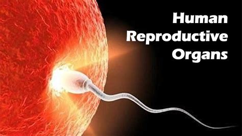 human reproductive organs youtube