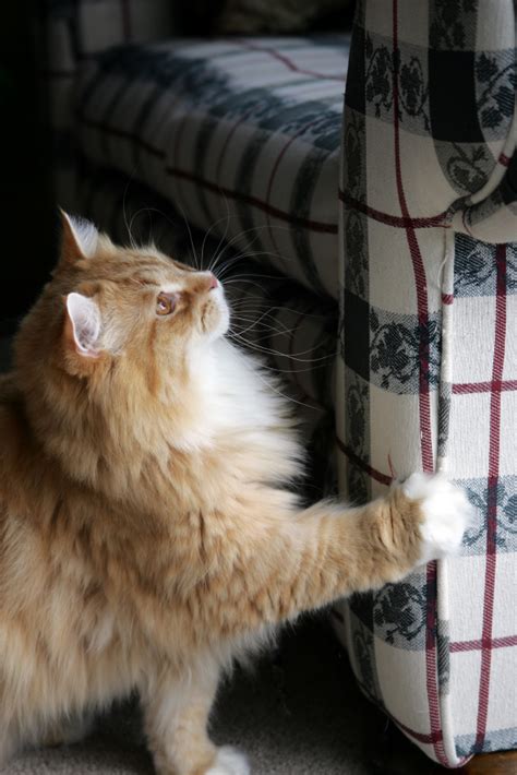 Cat Scratching Post The Pet Product Guru